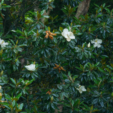Timeless Elegance, Fresh Landscaping | Nashville, TN