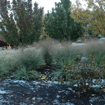 Above the Capitol Traditional Style Water Wise Yard