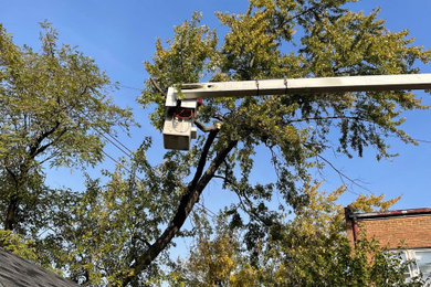 Timberland Tree Services