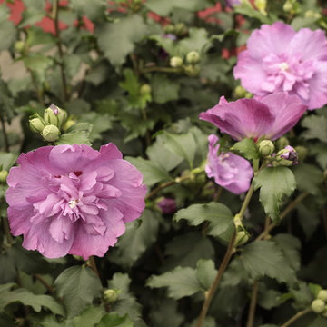 Hibiscus double