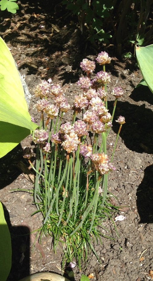 Dried Out Allium Flowers