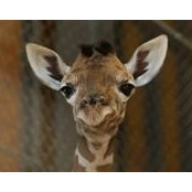 Cindy Beauvais's photo