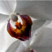 Jacqueline Wall's photo