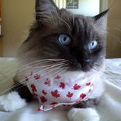 Sharon Hennessey's photo