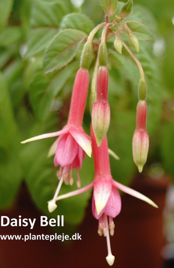 Fuchsia liste 2020 (her ses fotos af en mindre del af de fuchsia vi producere)