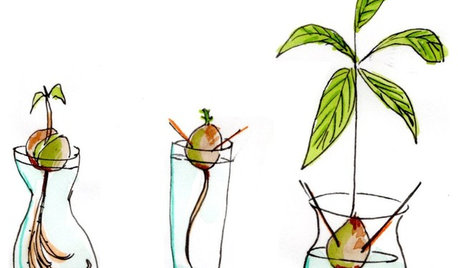 Giardinaggio Illustrato: Come Ottenere una Pianta di Avocado dal Seme?
