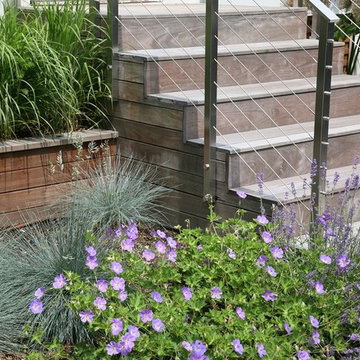 Elijah blue fescue, Rozanne geranium, Lavender Munstead at front steps