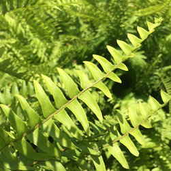 Current Featured Plants - Products
