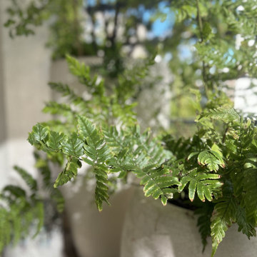 Issy-les-Moulineaux - Aménagement paysager d'une mini-terrasse