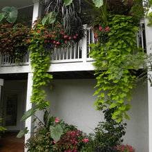 Terrace cottage