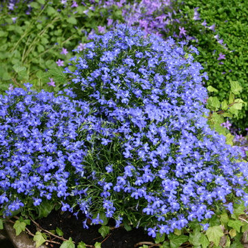 Garten in Blau