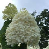 Lan Nguyet's photo