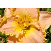 Peggy Manley's photo