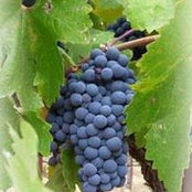 Kristie Tatton Martini's photo