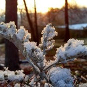 Shannon McGuffey's photo