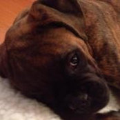 Bentley TheBoxer's photo