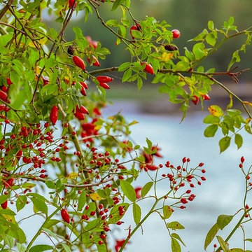 Autumn Wild Rose's Rosehips