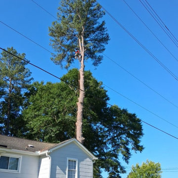 Tree Services in North Augusta, SC