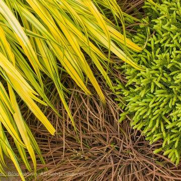 Foliage and Texture First