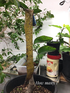 Why anyone has their trees in a cold storage area? Pics welcomed.