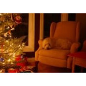 Laura Ross's photo
