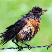 A Robin's photo