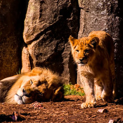 Animals - Home Decor