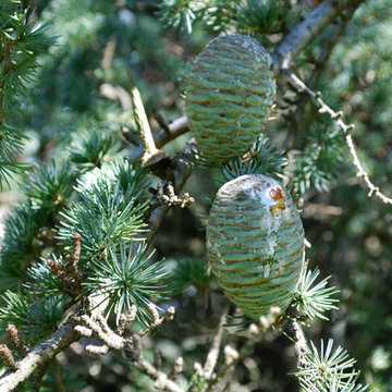 Blue Atlas Cedar cones