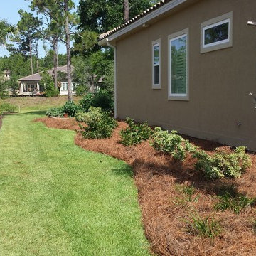 Pine Straw