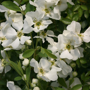 Snow Day™ 'Surprise' Pearl-Bush