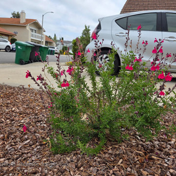 Irvine Turf Rebate Front Yard
