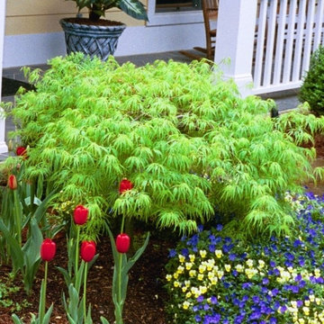 The Joy of Plants!