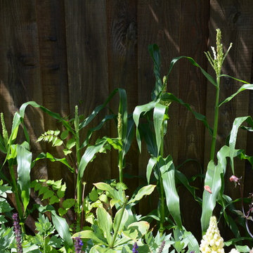 Raised Vegetable Bed / Ornamental Garden 2016