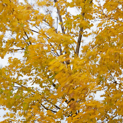 Fall Wind 1 - Artwork