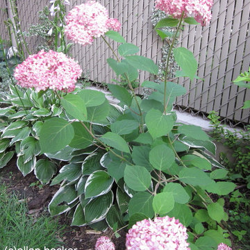 Pink is the favorite color in the flowerbed