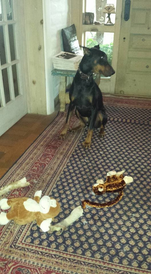 Help Ideas Needed On How To Keep My Dobie Busy Out Of Mischief