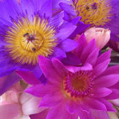 anna zanuso's photo