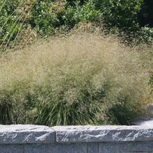 grasses