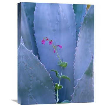 "Agave And Parry's Penstemon Close Up, North America" Artwork, 18" x 24"