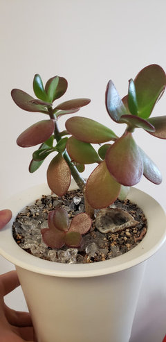 jade leaves turning dark red | Houzz Forum