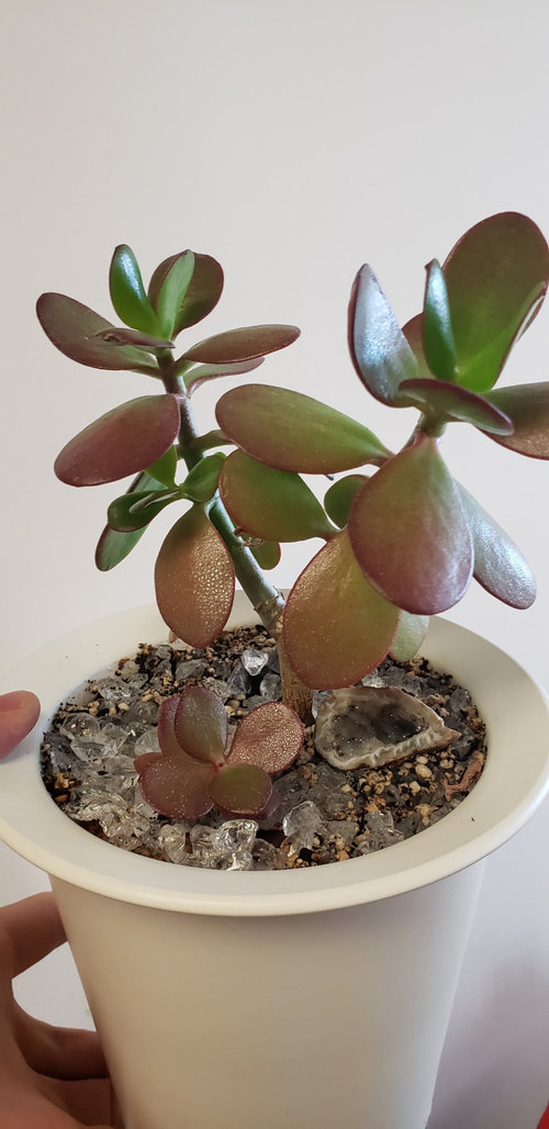 jade leaves turning dark red