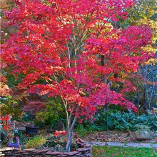 Landscape Ideas
