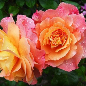 Gorgeous | Summer | Gardens