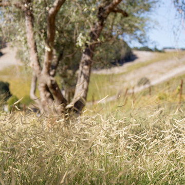 Modern Vineyard