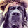 robin_cox4486
