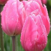 Patty Gonzalez's photo