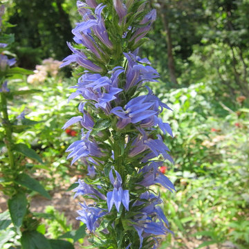Great Blue Lobelia