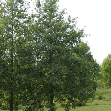 Mighty Oaks
