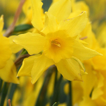 Campernelle Narcissus x odorus 'Campernelle'