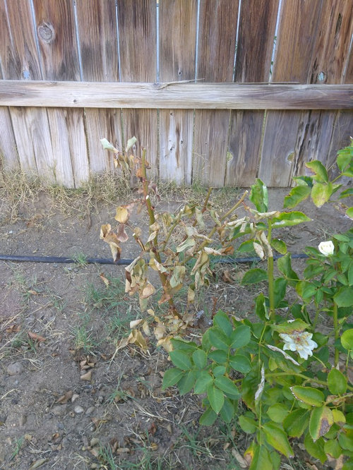 Rose section drying up and leafs falling off of bush